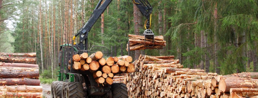Why is Logging the Most Dangerous Job in America?